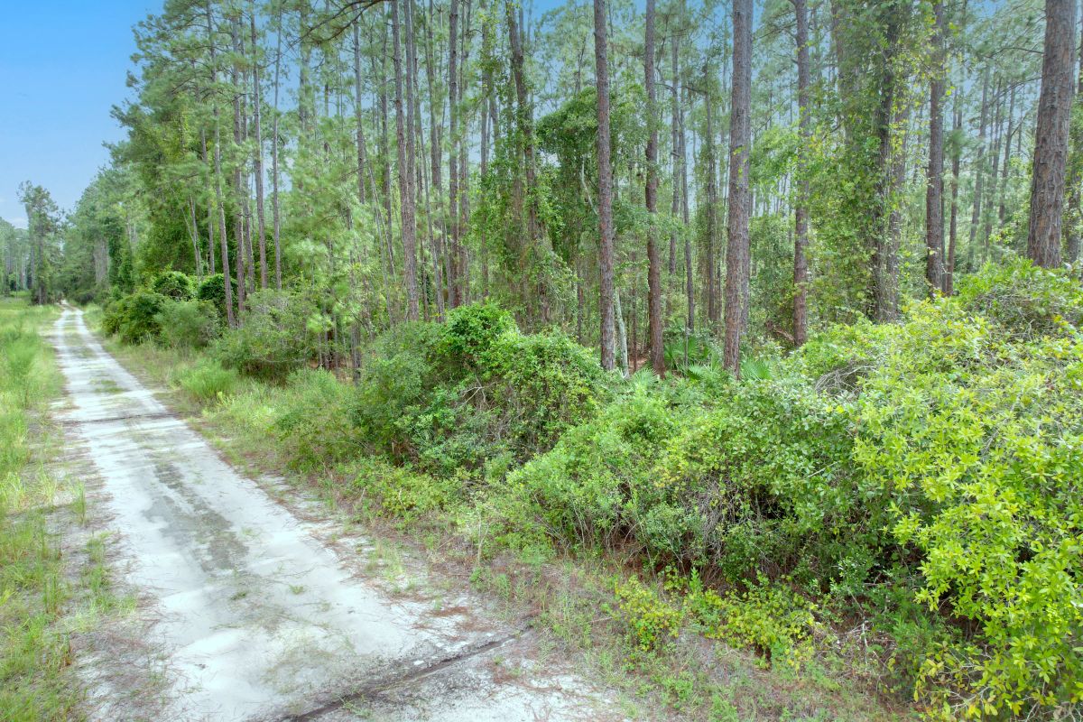 Decorative background for FL Land for Sale Near Lake George image 5