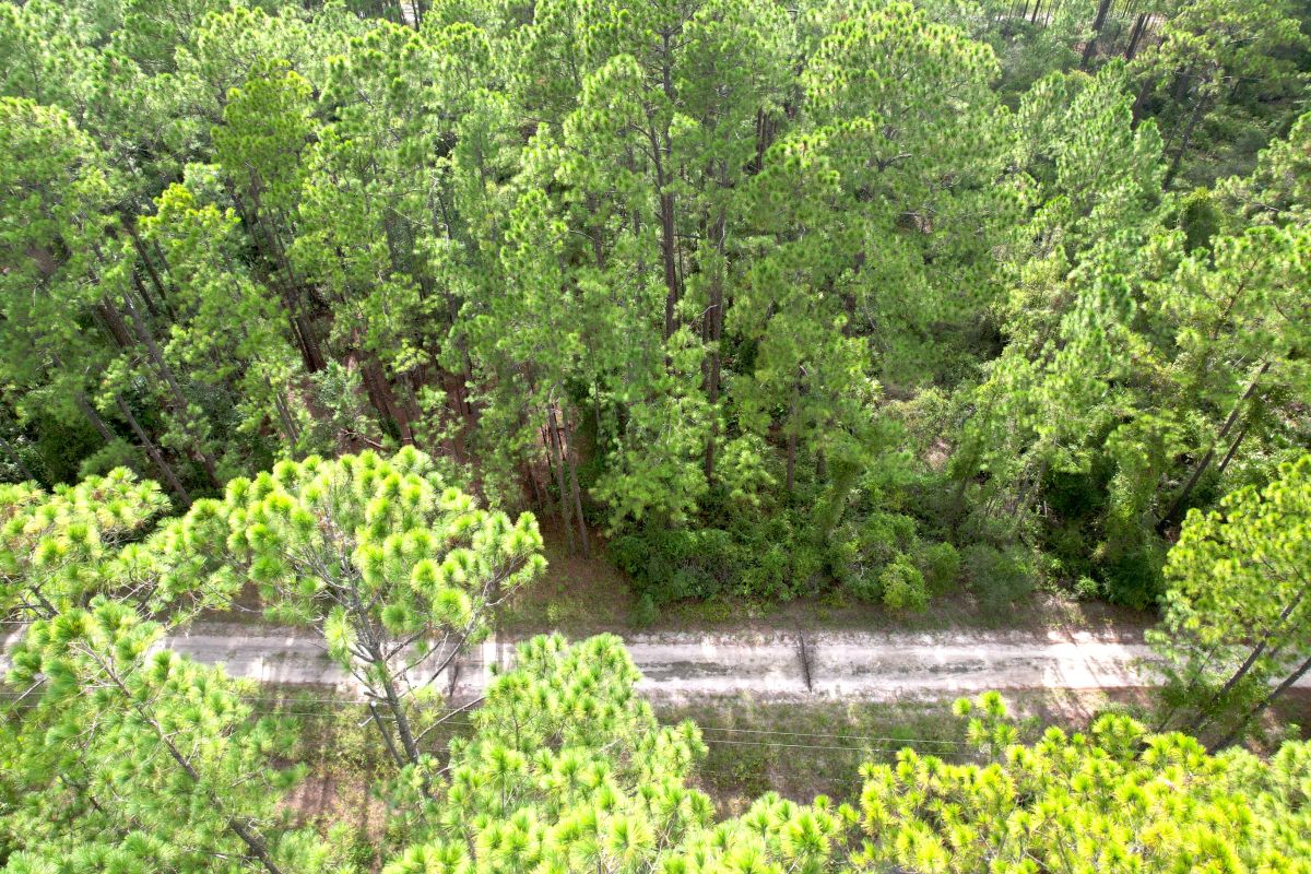 Decorative background for FL Land for Sale Near Lake George image 10