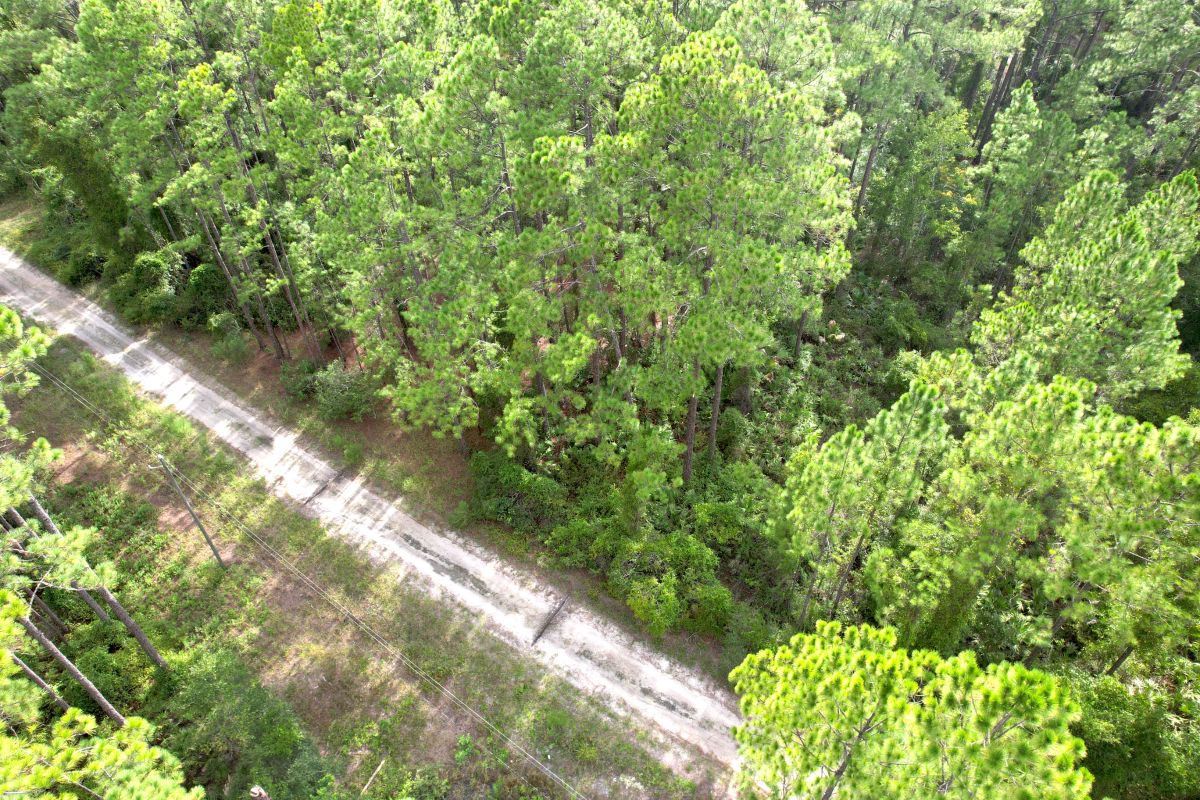 Decorative background for FL Land for Sale Near Lake George image 13