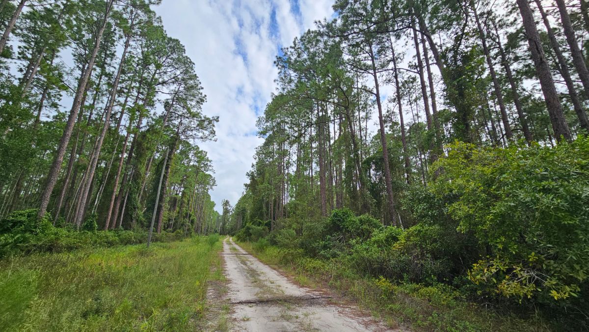 FL Land for Sale Near Lake George - Main image