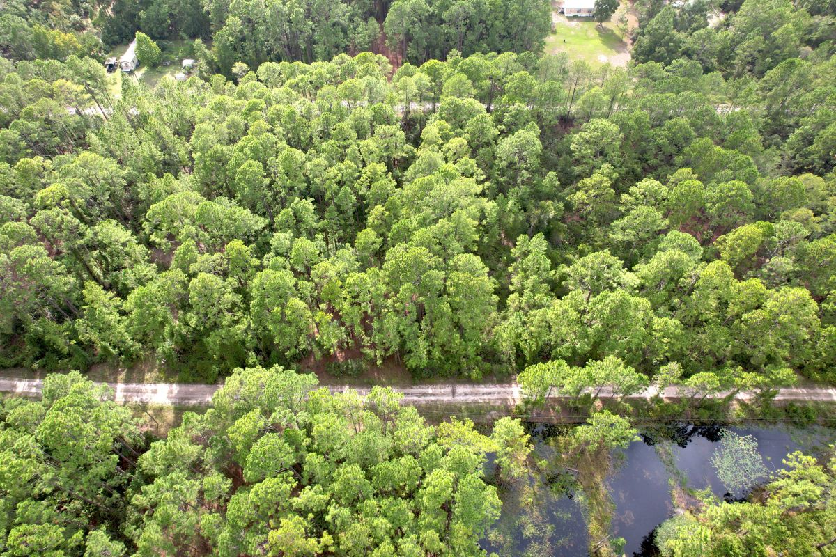 Decorative background for FL Land for Sale Near Lake George image 11