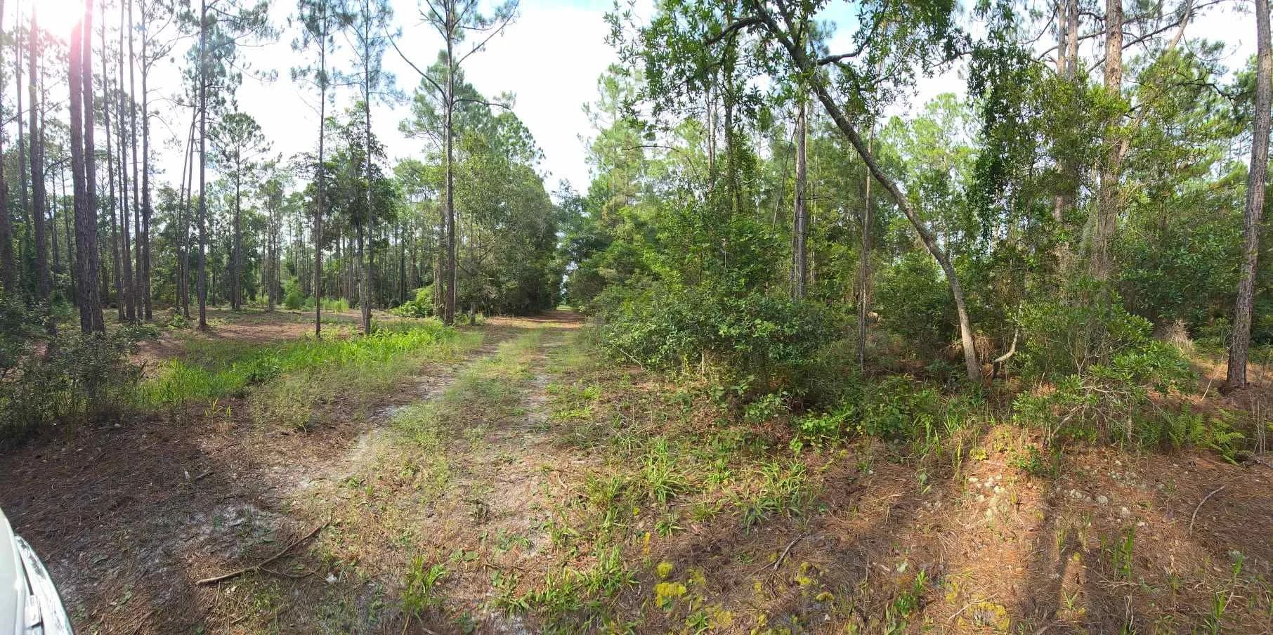 Own Your Land Near Lake George in Putnam County, FL