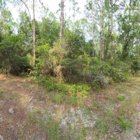 Own Your Land Near Lake George in Putnam County, FL