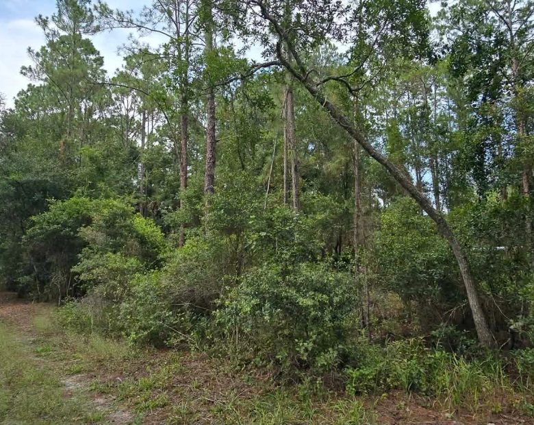 Own Your Land Near Lake George in Putnam County, FL