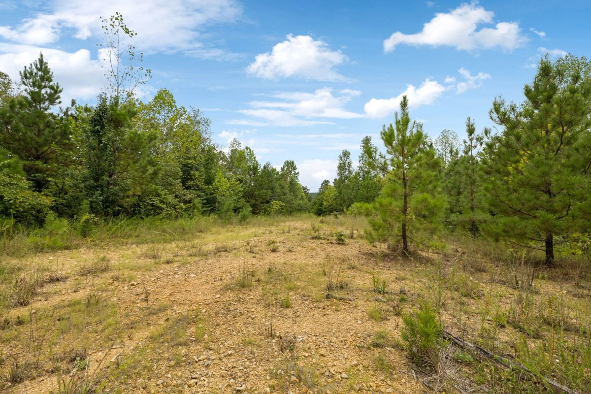 Decorative background for 90 Unrestricted Hunting/Recreational Acres 1.25 Hours From Nashville image 6