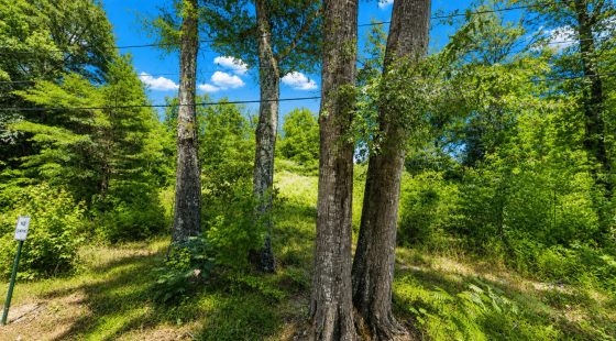 0.14 Acres of Peace, Privacy & Investment in Jones County, MS
