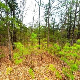 0.23-Acre Land in Ozark Arkansas For Sale in Van Buren County, AR