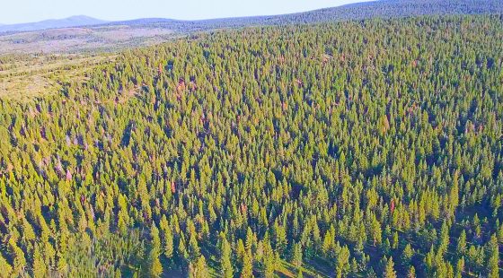 1.84-Acre Wooded Lot for Sale in Alturas, CA in Modoc County, CA
