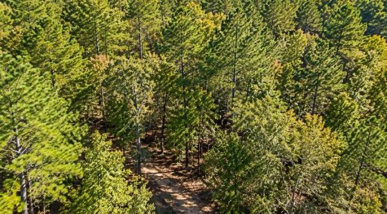 Peaceful Wooded 0.33-Acre Lot in Rankin County, MS
