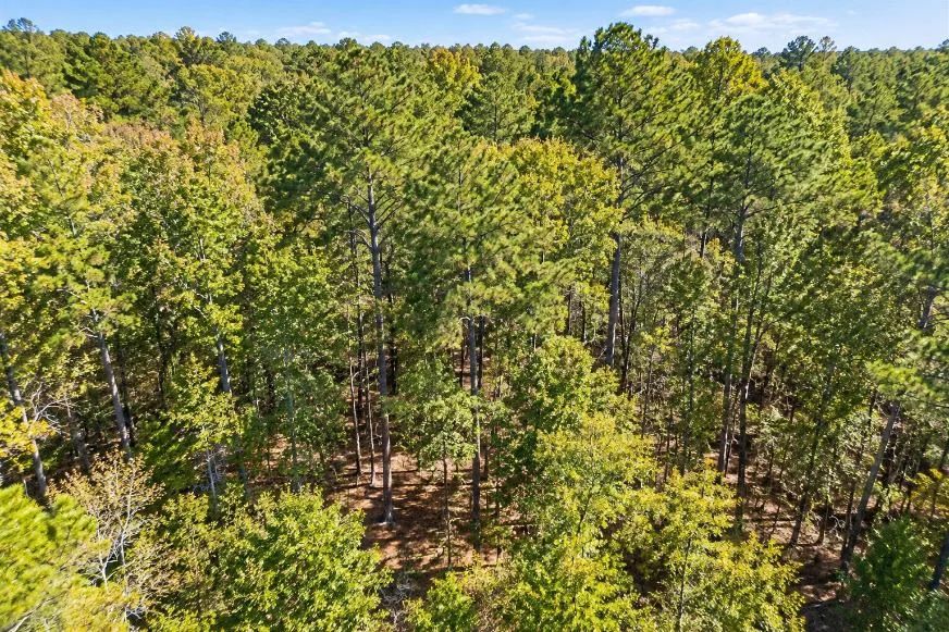 Peaceful Wooded 0.33-Acre Lot - Image 3