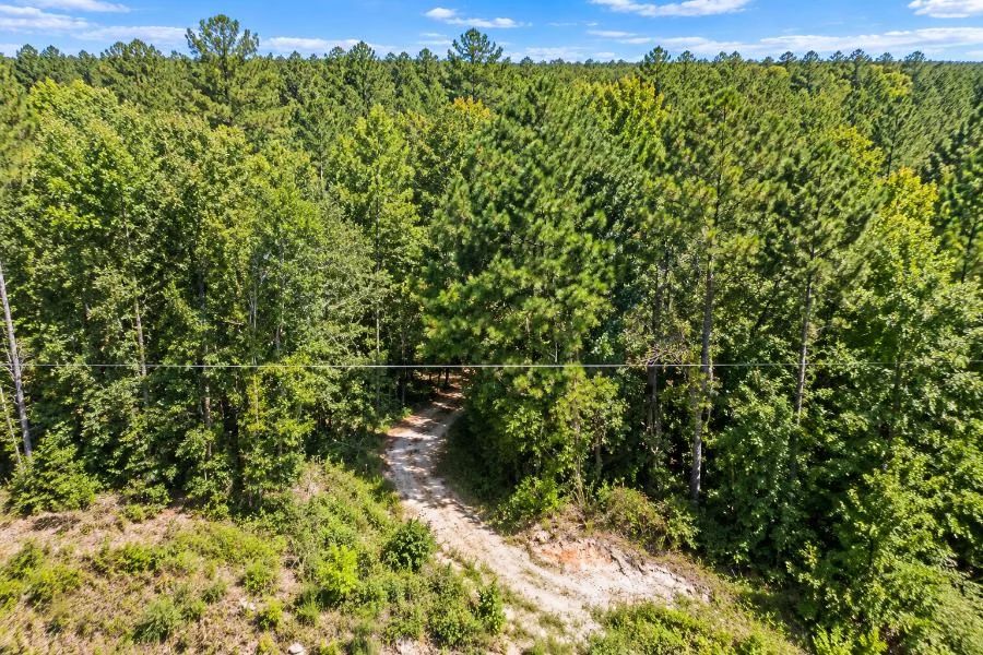 Peaceful Wooded 0.33-Acre Lot - Image 4