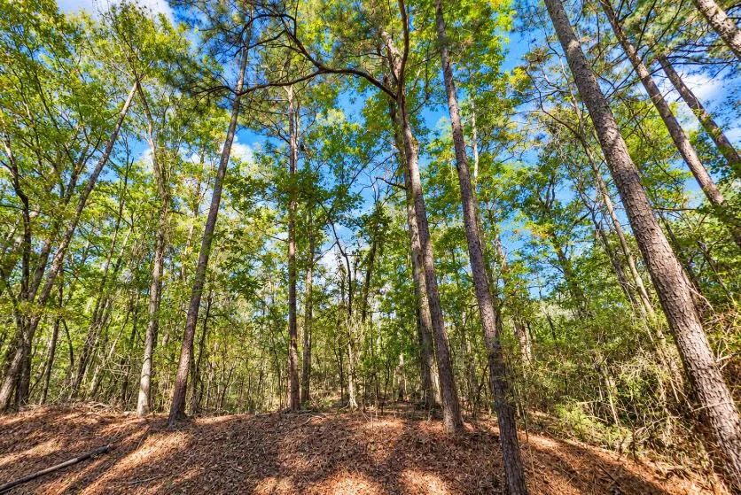 Decorative background for Peaceful Wooded 0.33-Acre Lot image 5