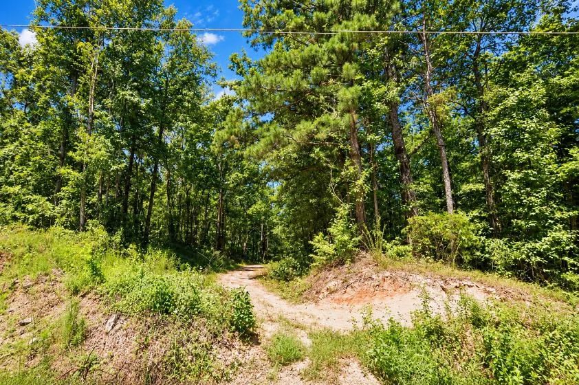 Decorative background for Peaceful Wooded 0.33-Acre Lot image 6