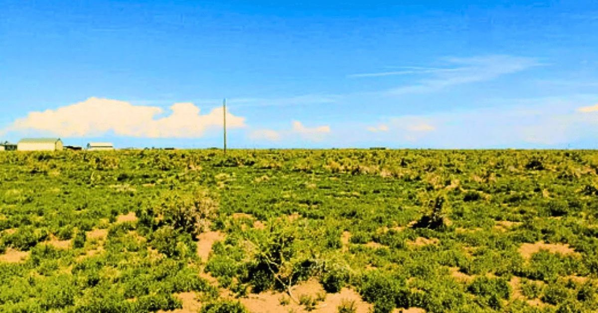1.25 Acres Beautiful Land to Build in Alamosa County, CO
