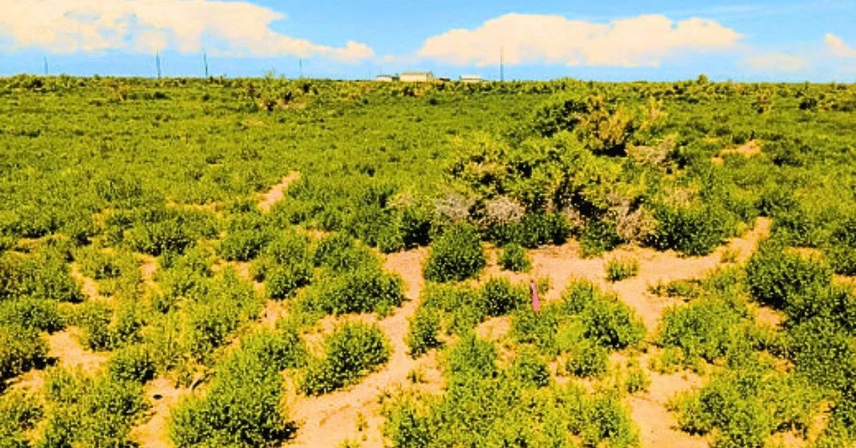 1.25 Acres Beautiful Land to Build - Image 4