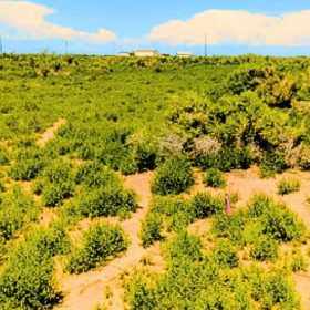 1.25 Acres Beautiful Land to Build in Alamosa County, CO