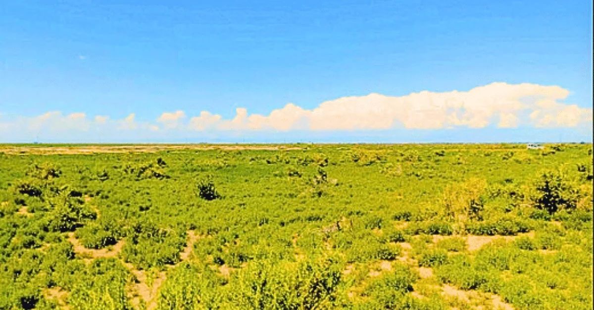 Decorative background for 1.25 Acres Beautiful Land to Build image 7