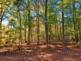 0.25-Acre Wooded Lot for Sale
