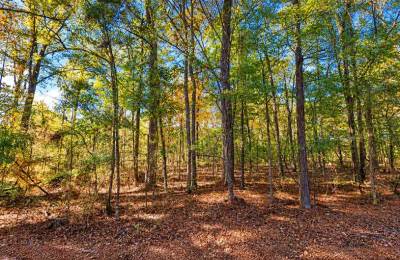 0.25-Acre Wooded Lot for Sale