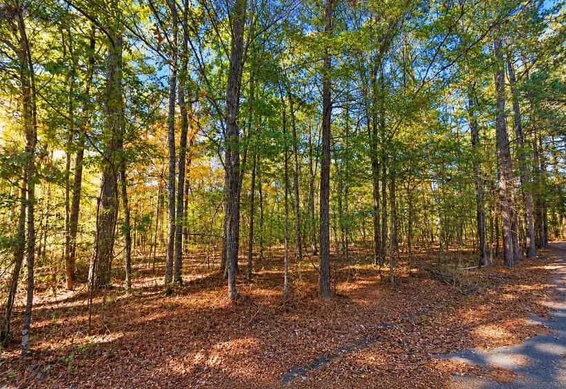 0.25-Acre Wooded Lot for Sale - Image 2