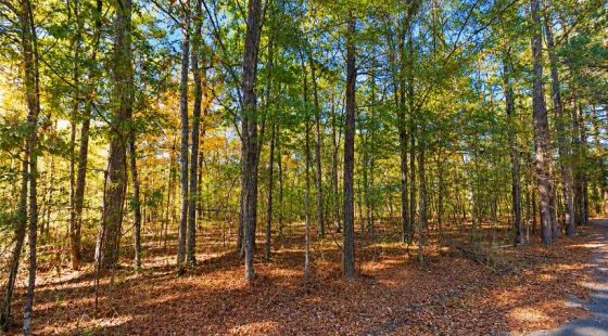 0.25-Acre Wooded Lot for Sale in Rankin County, MS