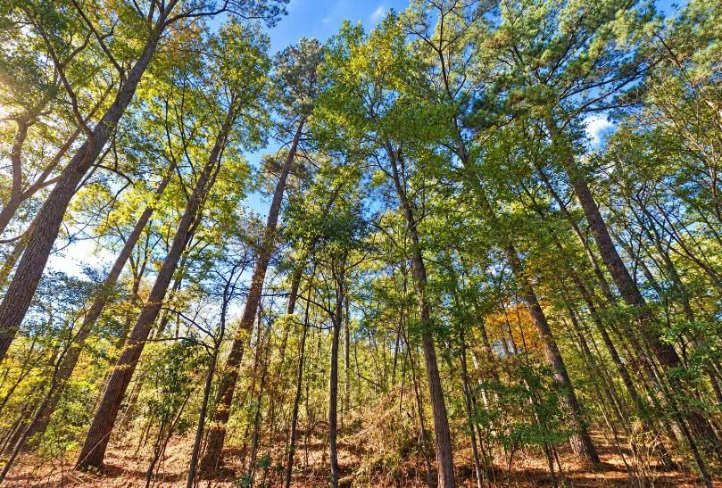0.25-Acre Wooded Lot for Sale in Rankin County, MS