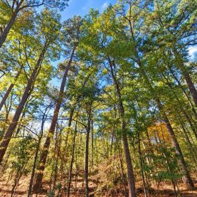 0.25-Acre Wooded Lot for Sale in Rankin County, MS