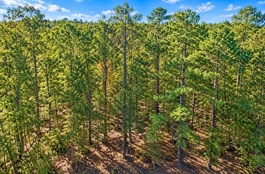 Decorative background for 0.25-Acre Wooded Lot for Sale image 6