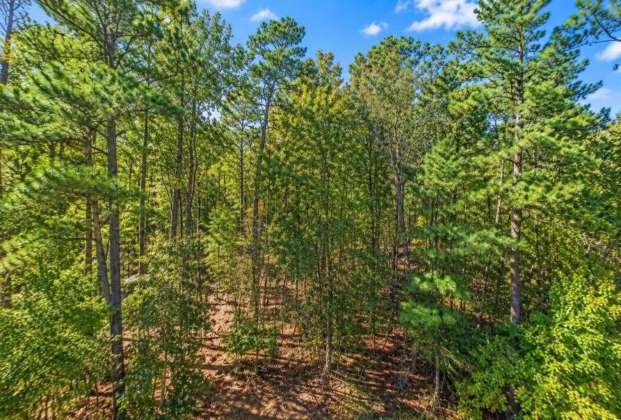 Decorative background for 0.25-Acre Wooded Lot for Sale image 7