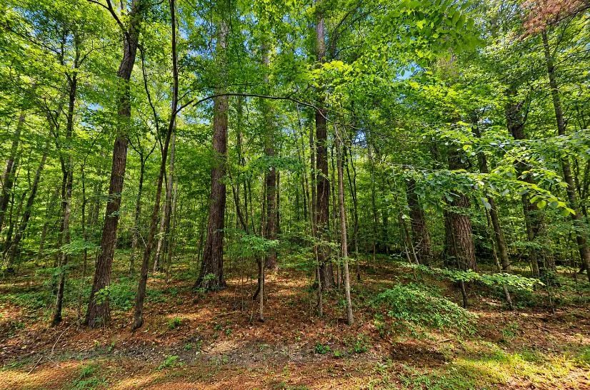 Decorative background for Wooded 0.28-Acre Land for Sale image 6