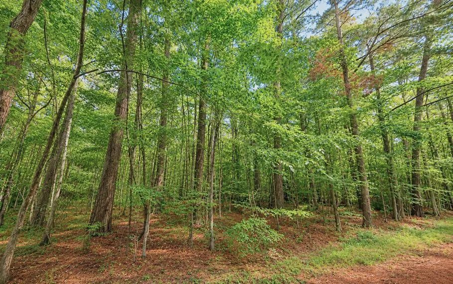Decorative background for Wooded 0.28-Acre Land for Sale image 11
