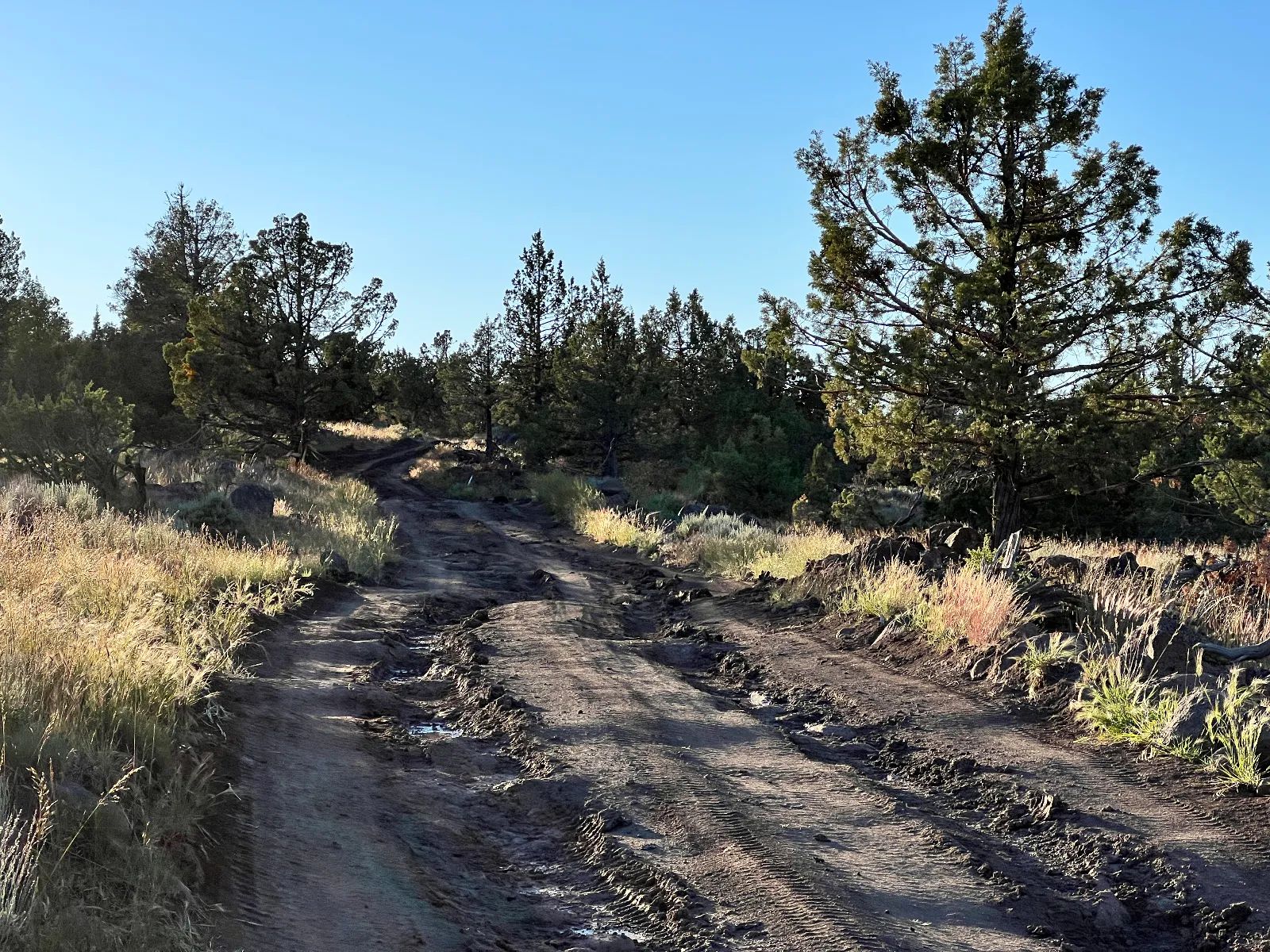 Level Lot with Nice Trees and Views in Siskiyou County, CA