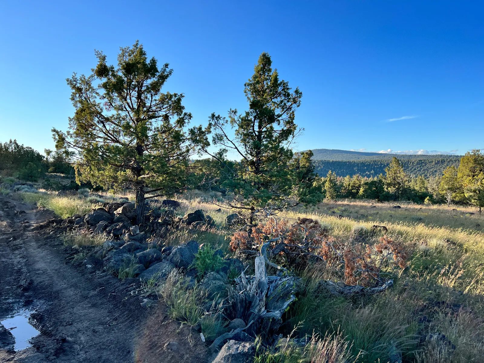 Level Lot with Nice Trees and Views in Siskiyou County, CA