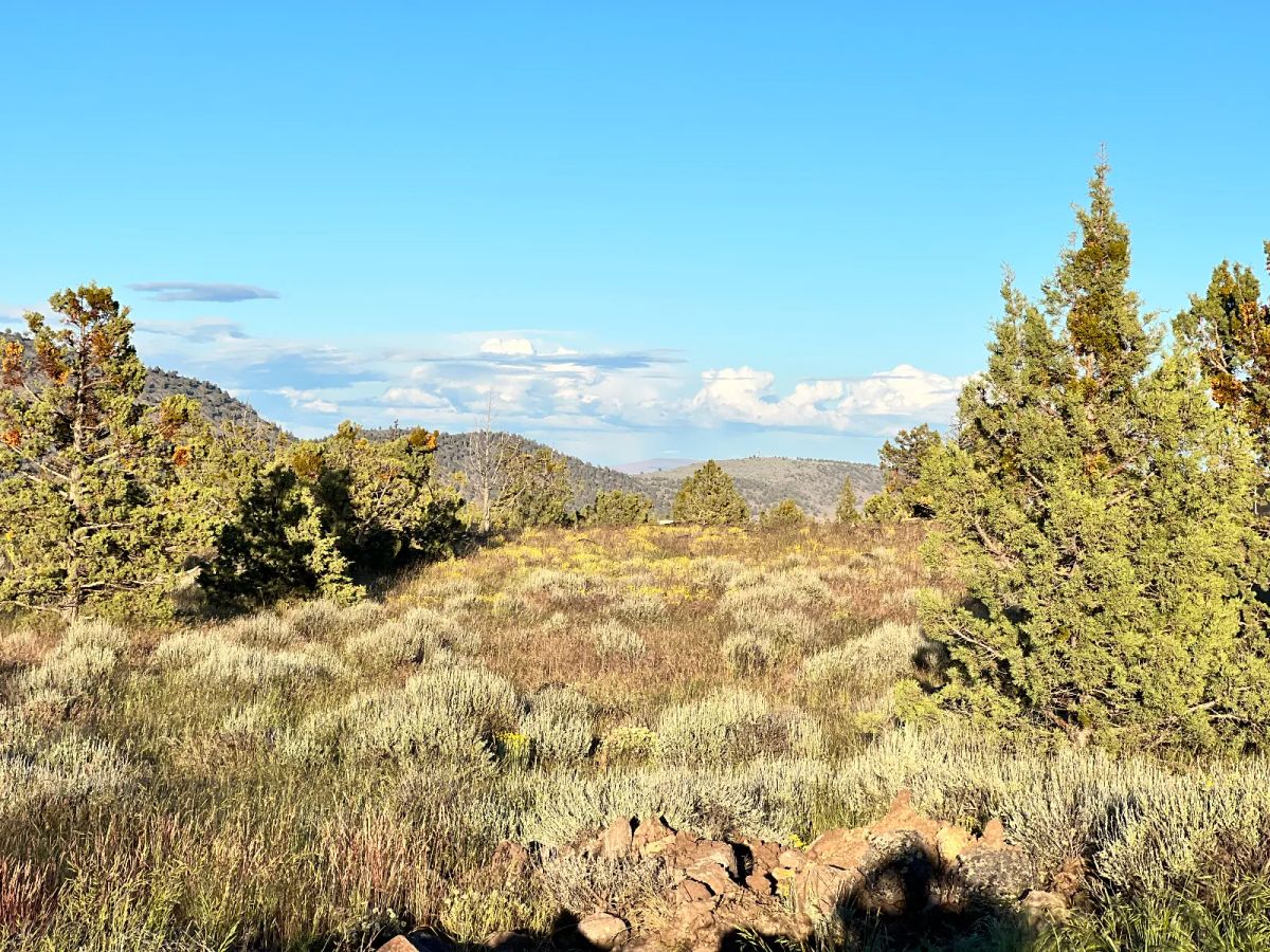 Decorative background for Level Lot with Nice Trees and Views image 6