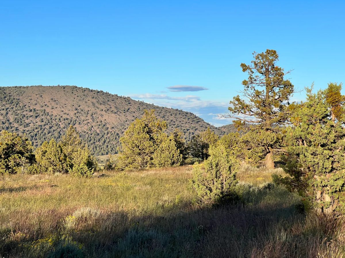 Decorative background for Level Lot with Nice Trees and Views image 7
