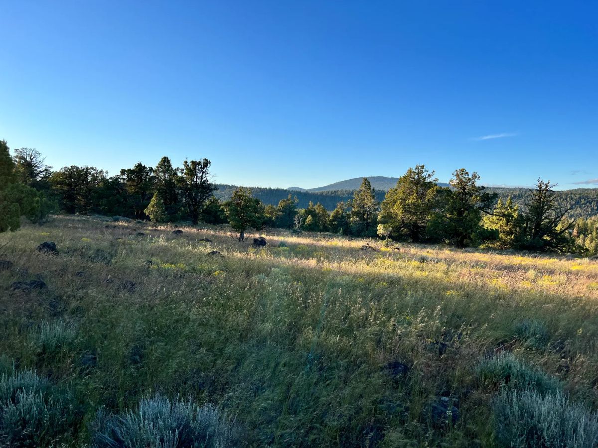 Decorative background for Level Lot with Nice Trees and Views image 8
