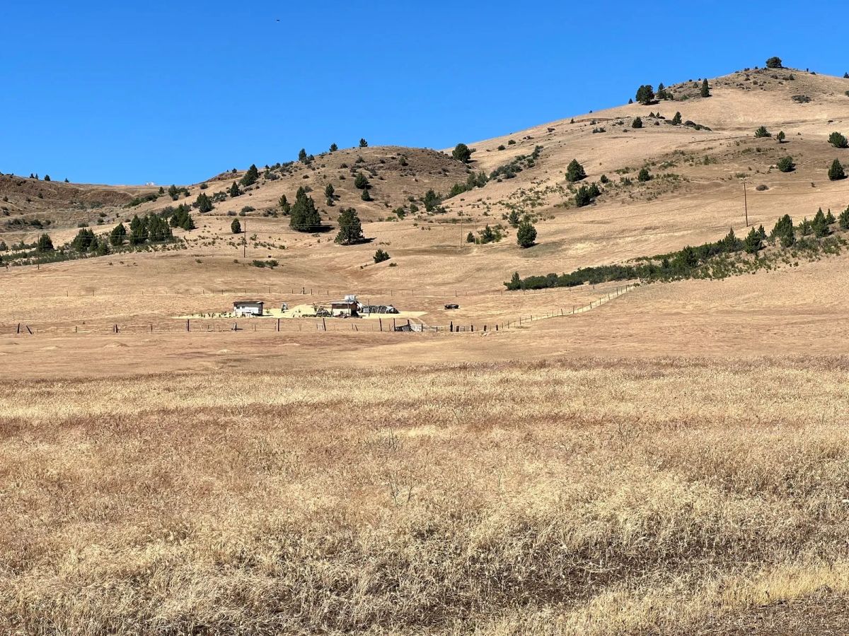 Decorative background for Level and Open Pasture Property image 5