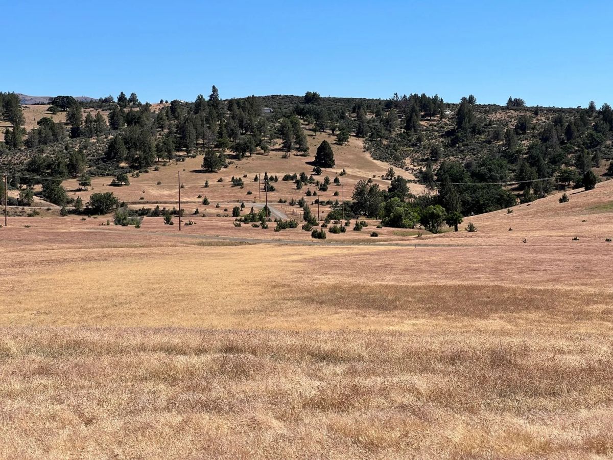 Decorative background for Level and Open Pasture Property image 7