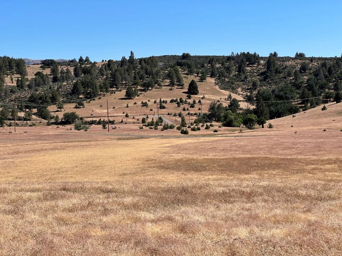 Decorative background for Level and Open Pasture Property image 8