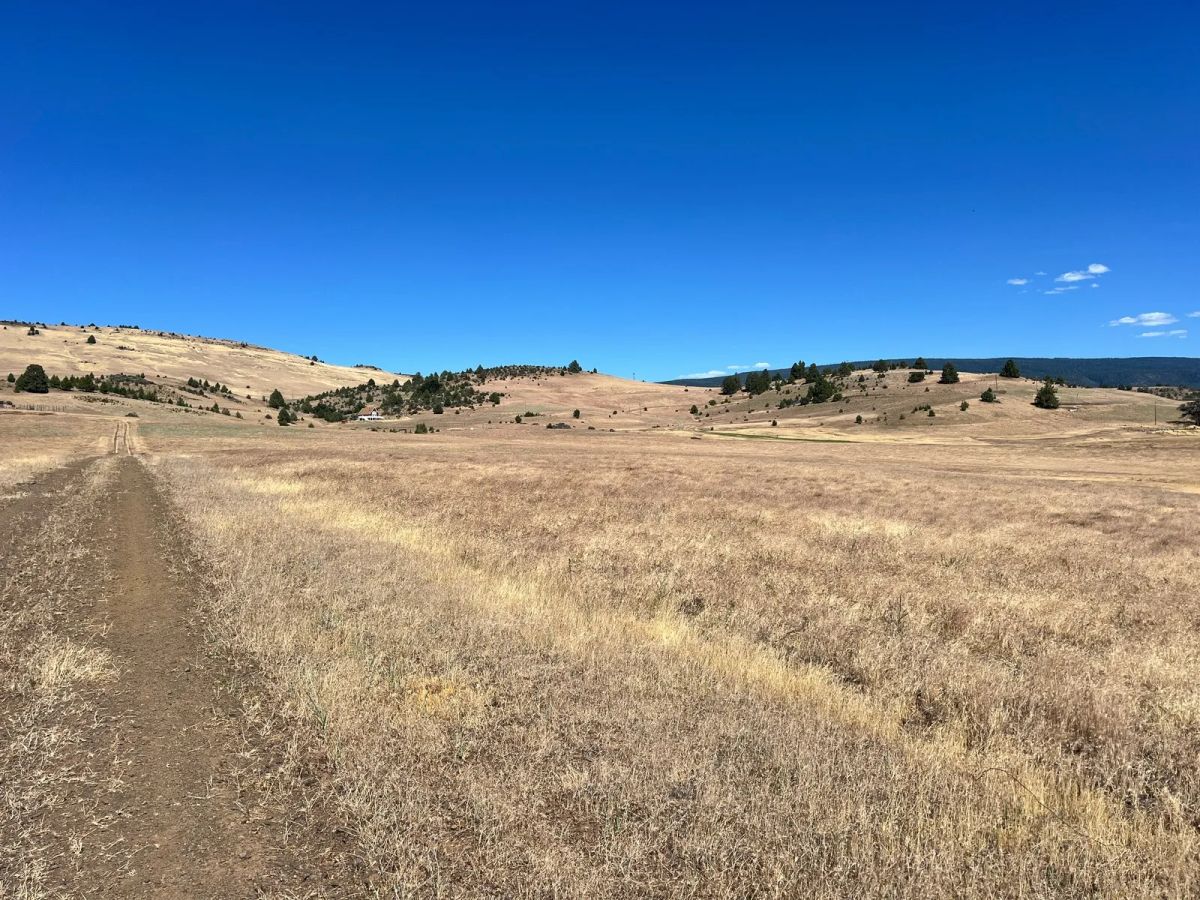 Decorative background for Level and Open Pasture Property image 10
