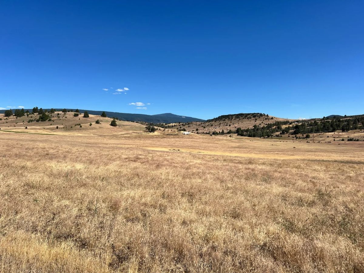 Decorative background for Level and Open Pasture Property image 11