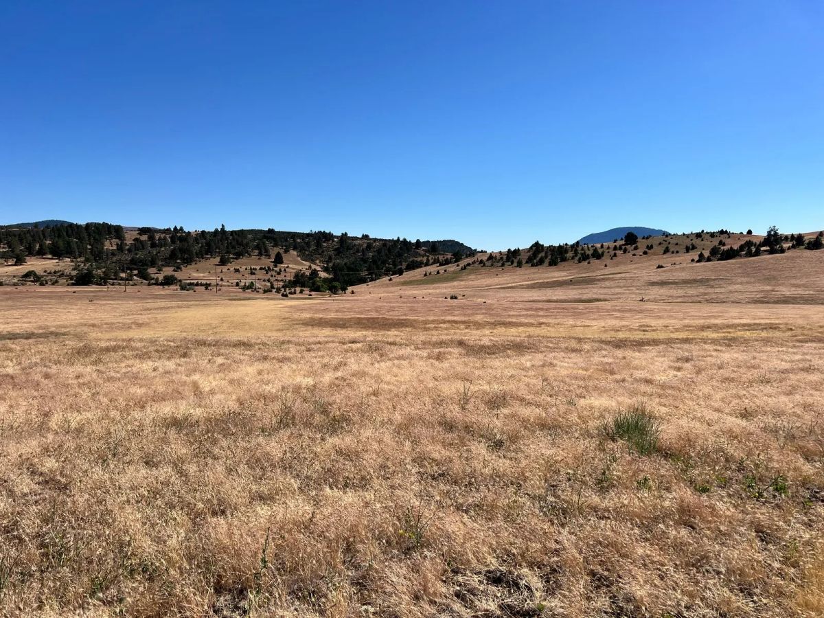 Decorative background for Level and Open Pasture Property image 13