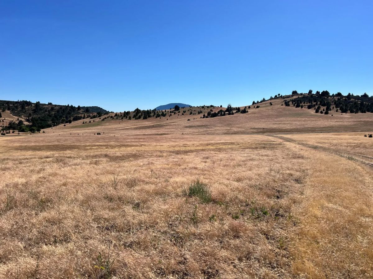 Decorative background for Level and Open Pasture Property image 14