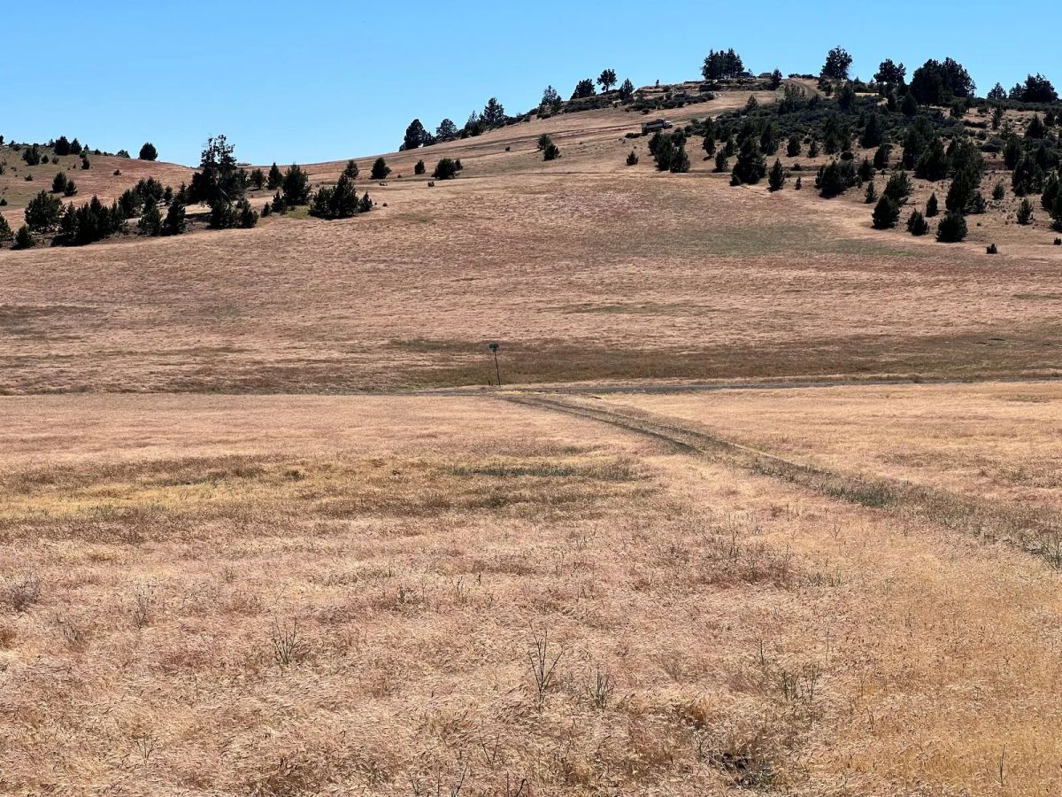 Decorative background for Level and Open Pasture Property image 15
