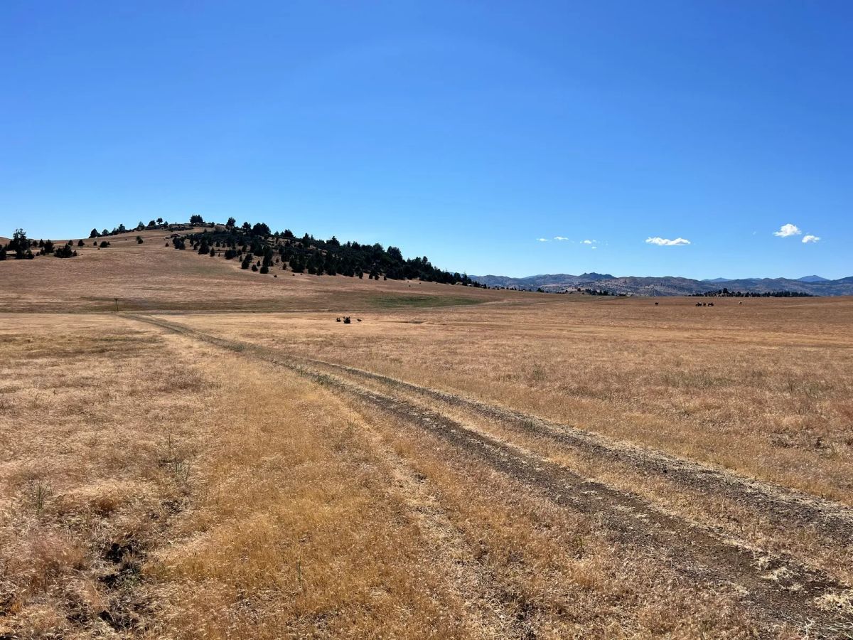 Decorative background for Level and Open Pasture Property image 16