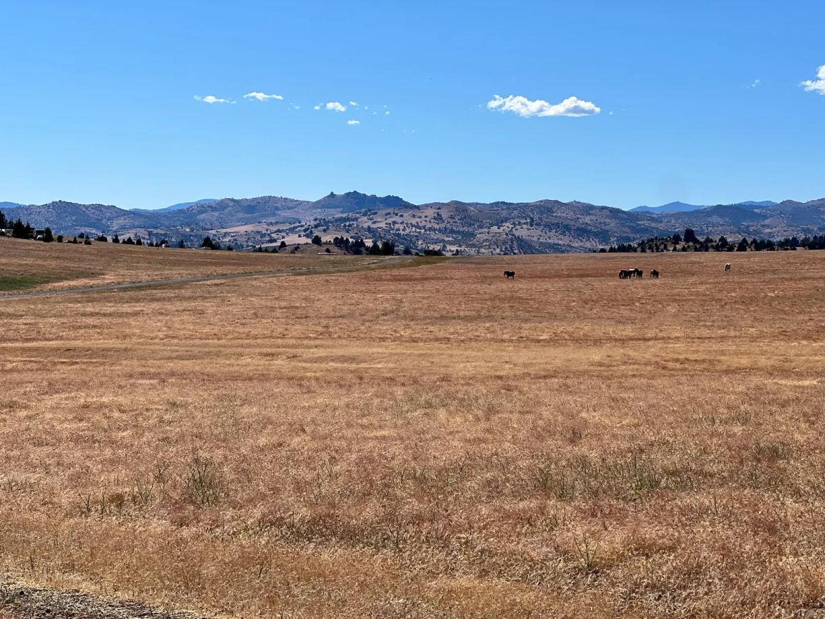 Decorative background for Level and Open Pasture Property image 17