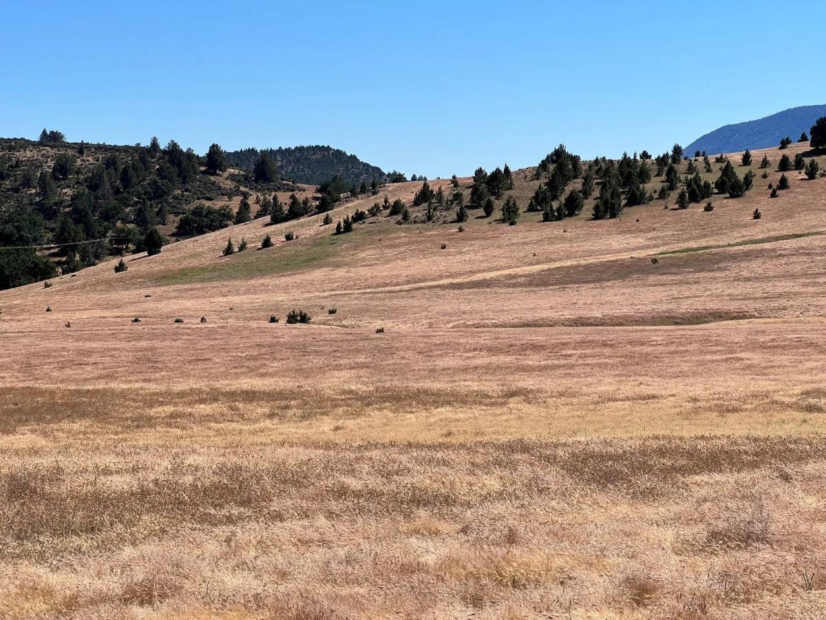 Decorative background for Level and Open Pasture Property image 18