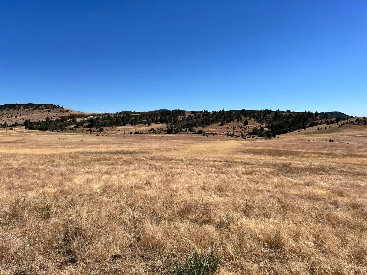 Decorative background for Level and Open Pasture Property image 19