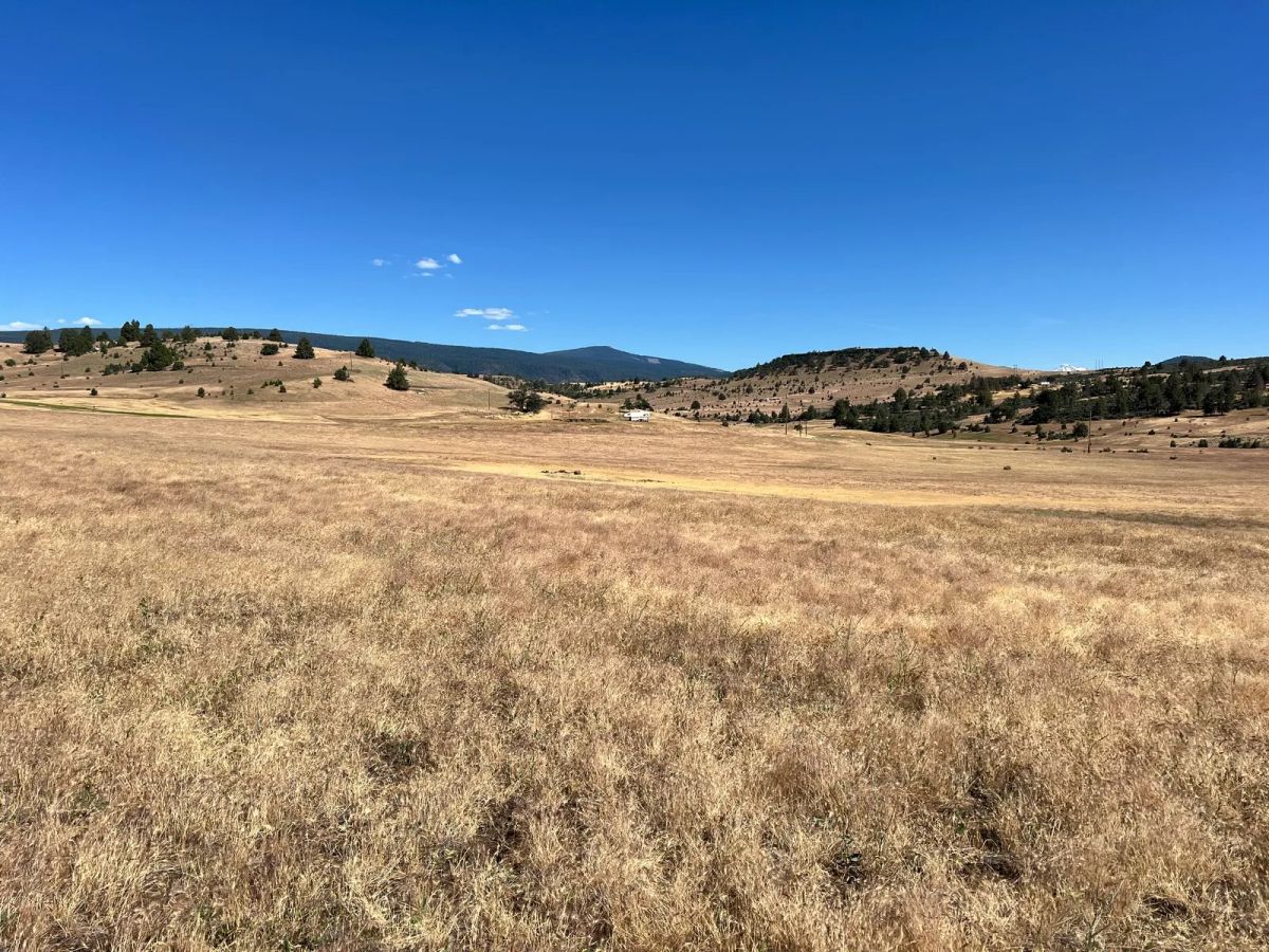 Decorative background for Level and Open Pasture Property image 20