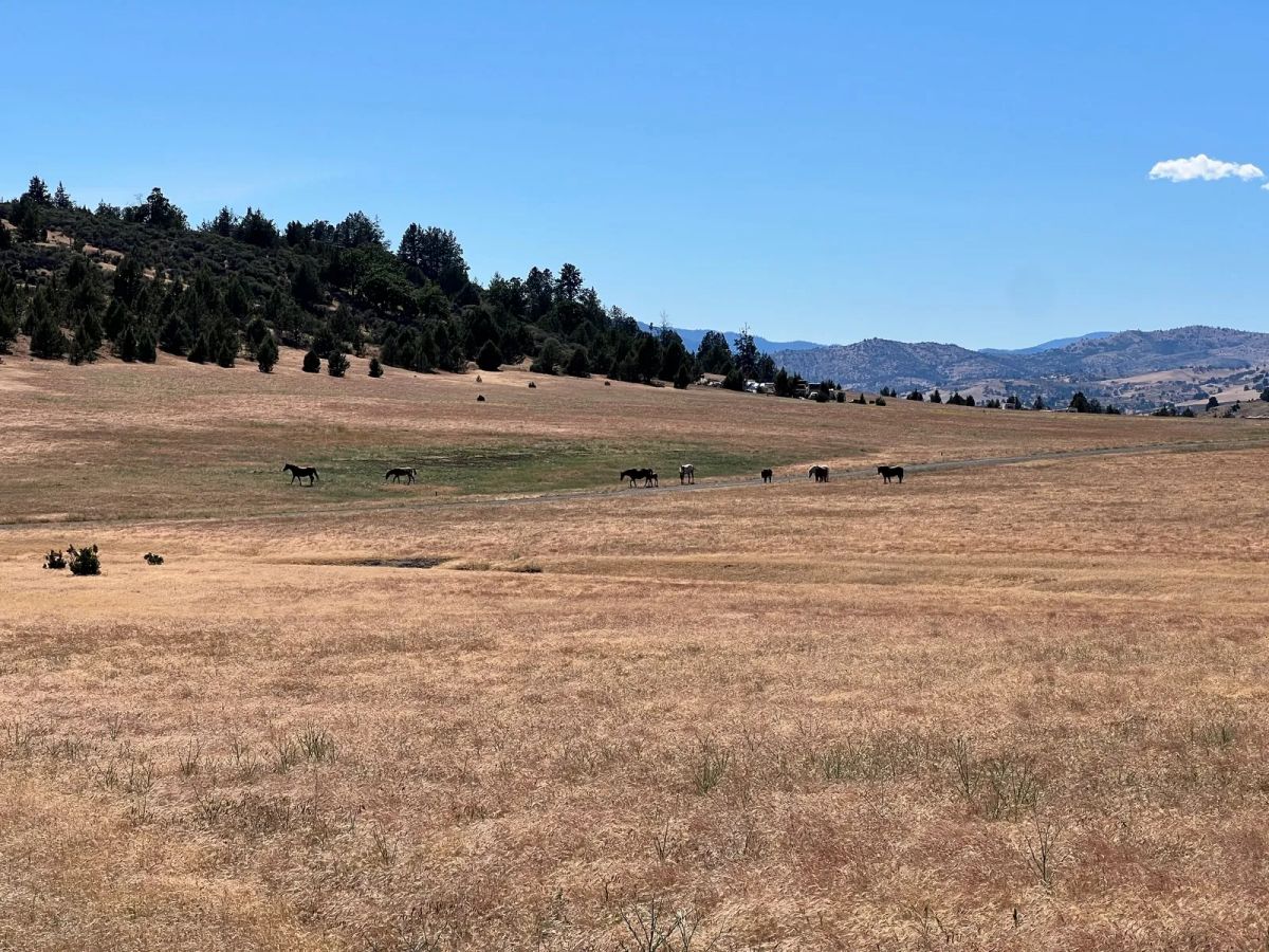 Decorative background for Level and Open Pasture Property image 21